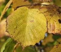 Corylus avellana 'Aurea' - Geelbladige hazelaar - 6
