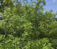 Quercus Phellos - Wilgbladige eik - 5
