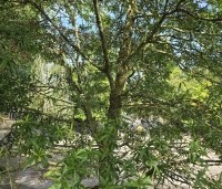 Quercus Phellos - Wilgbladige eik - 6