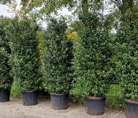 Ilex meserveae 'Blue Maid' - Blauwe hulst 'Blue Maid' - 200-225 cm solitair