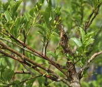 Styrax japonicus - Storaxboom - 1