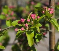 Malus 'Red Sentinel' - Sierappel - 1