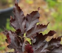 Fagus sylvatica 'Rohan Obelisk' - Beuk 'Rohan Obelisk' - 2