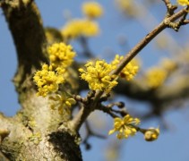 Cornus mas