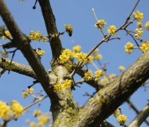 Cornus Mas