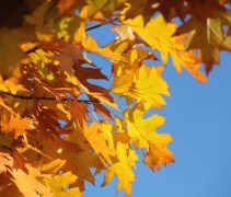 Quercus Rubra