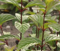 Viburnum x bodnantense ‘Dawn’