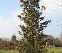 Magnolia Grandiflora kroon