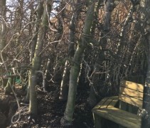 Malus domestica 'Elstar'  partij bomen op kuilhoek