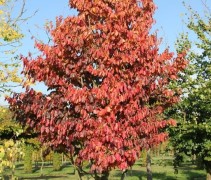 Parrotia persica Vanessa