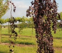 Rode Treurbeuk ‘Purpurea Pendula’ jonge bomen