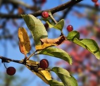 Malus Toringo 'Tina - Dwerg sierappeltje - 2