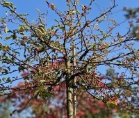 Malus Toringo 'Tina - Dwerg sierappeltje - 1