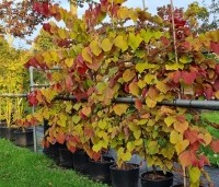 Cercis canadensis 'Eternal Flame' - Amerikaanse Judasboom 'Eternal Flame' - 3