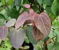 Cercidiphyllum japonicum  - Katsuraboom - 3