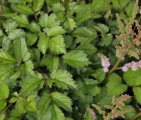 Astilbe chinensis 'Pumila' - Spiraea roze - 1