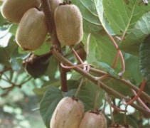 Kiwi struiken 'Jenny' te koop