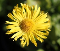 Sterke bloemen van de Voorjaarszonnebloem
