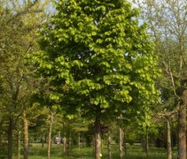 De Turkse Hazelaar kan goed tegen droogte, niet onbelangrijk in ons veranderende klimaat