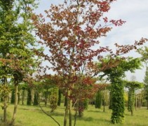 Fagus sylvatica atropunicea