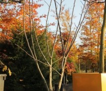 Juglans regia