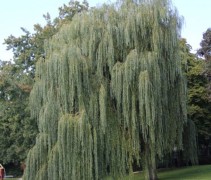 Salix Sepulcralis Treurwilg, volwassen boom aan het water