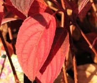 Hydrangea paniculata 'Wim's Red' - Pluimhortensia 'Wim's Red' - 7