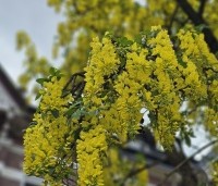 Laburnum wat. 'Vossii' - Goudenregen - 8