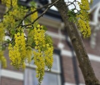 Laburnum wat. 'Vossii' - Goudenregen - 9