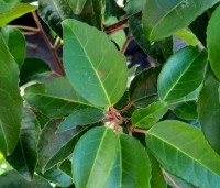 Prunus lusitanica 'Ybrazo' Tico  - Portugese Laurierkers Tico  - 4
