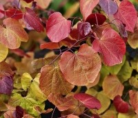 Cercis canadensis 'Eternal Flame' - Amerikaanse Judasboom 'Eternal Flame' - 3