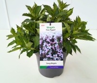 Weigela florida 'Pink Poppet' - Weigela 'Pink Poppet' - 2
