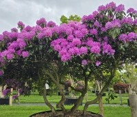 Rhododendron 'Roseum Elegans' - Rododendron 'Roseum Elegans' - 4