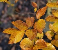 Fagus sylvatica - Groene beuk - herfstkleuren