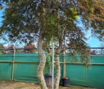 Acer palmatum 'Inab-shidare