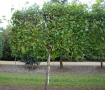 Platanus orientalis schermvorm