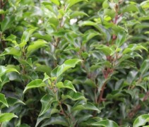 Prunus lusitanica 'Brenelia'