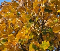 Tilia tomentosa - Zilverlinde - herfst