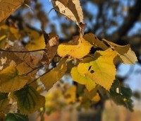 Tilia tomentosa - Zilverlinde - 1