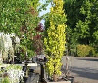 Ulmus hollandica 'Wredei' - Goudiep - in bak