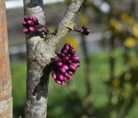 Cercis canadensis 'Forest Pansy' - Amerikaanse judasboom - knoppen in maart