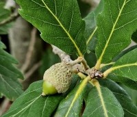 Quercus x turneri 'Pseudoturneri' - Semi- wintergroene eik 'Pseudoturneri' - 1
