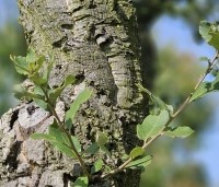 Quercus suber - Kurkeik - 2