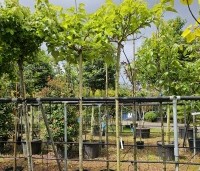 Morus alba 'Macrophylla' - Witte moerbei - 1