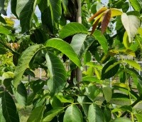 Juglans regia 'Axel' - Walnoot 'Axel' - 1