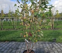 Acer rubrum 'October Glory' - Amerikaanse esdoorn - 1