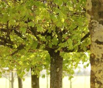 Acer platanoides ‘Globosum’