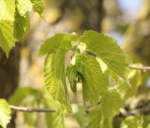 blad Corylus colurna 