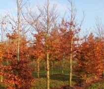 Fagus atropunicea