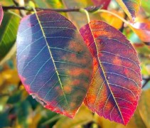 Amelanchier lamarckii